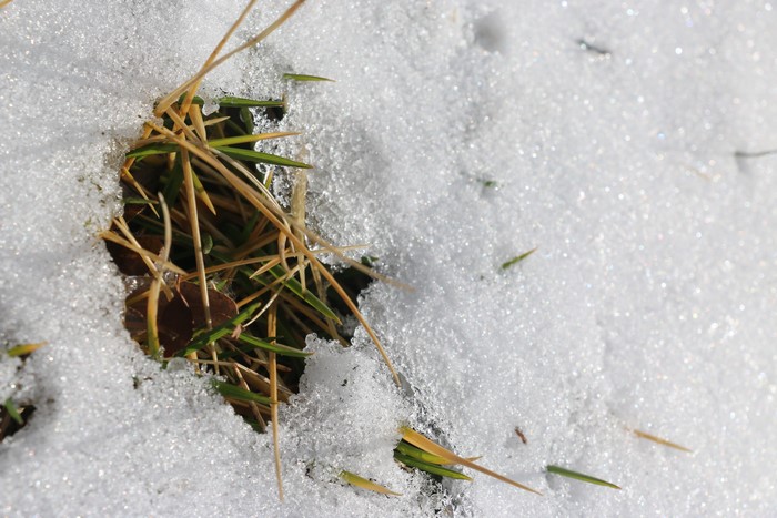 Close-up of grass and snow
