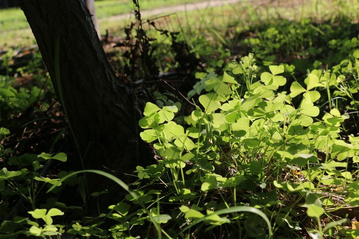 Sunlit clover patch near a tree trunk