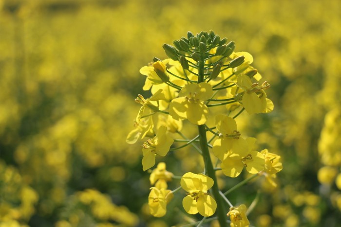 Close-up of yellow rapeseed flowers in a field