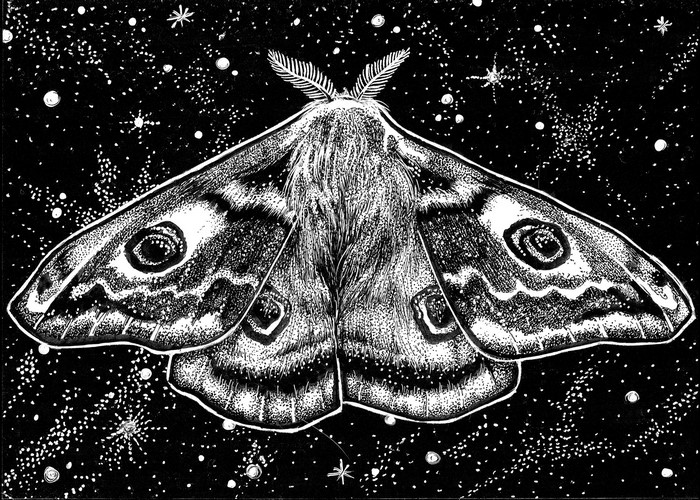 Monochrome moth illustration against starry background