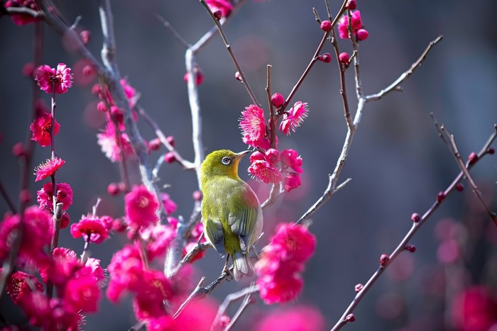 Green bird on a flowering plum tree branch