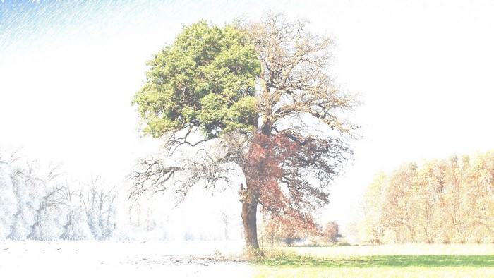 A tree showing four seasons in one image