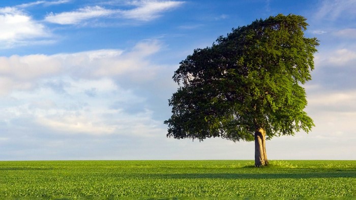 A lone tree in a green field under a blue sky