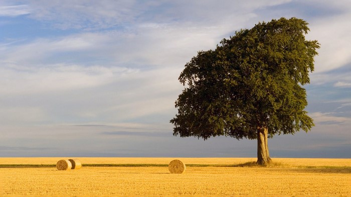 Tree and hay bales in a golden field under a cloudy sky