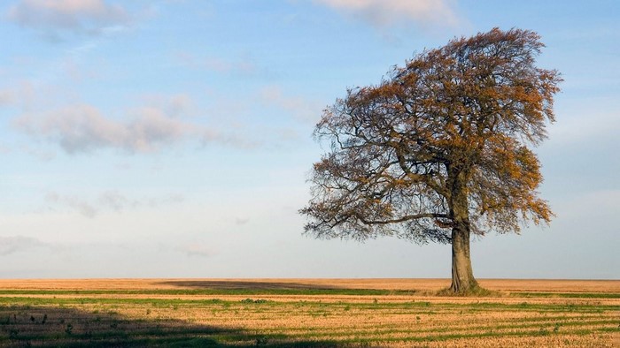 Tree in a field during fall