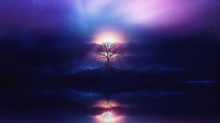 Silhouette of a bare tree on a hill at sunset