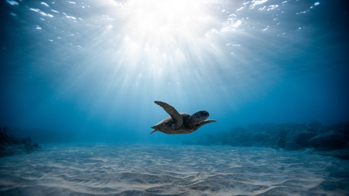 Sea turtle swimming underwater with sun rays