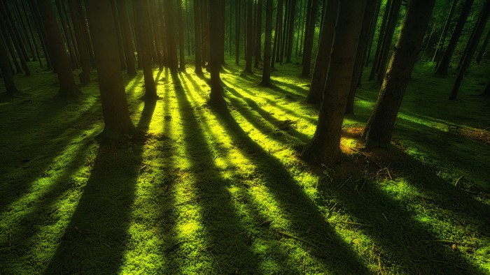 4K forest with sun rays and shadows