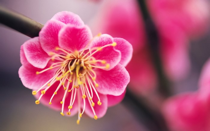 Close-up of a vibrant pink plum blossom with yellow stamens