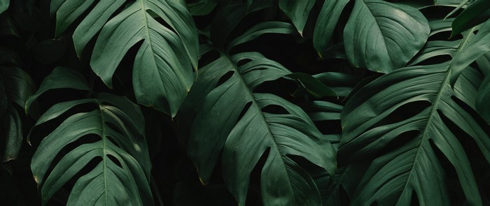 Split-leaf philodendron leaves
