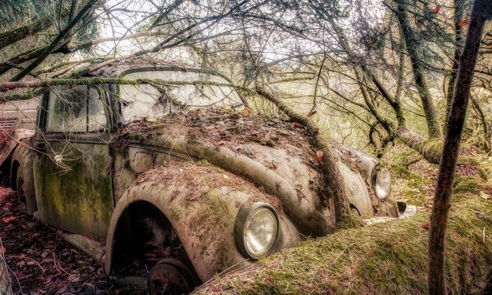 Abandoned Volkswagen Beetle overgrown with moss and branches