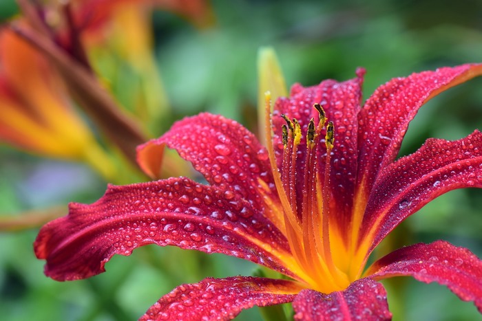 Red Lily Flower with Water Droplets