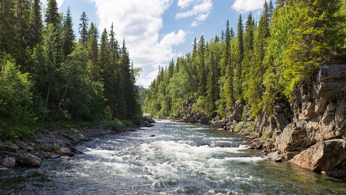 River flowing through a pine forest