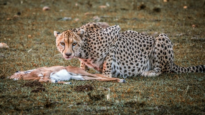Cheetah with Impala kill on grassy field