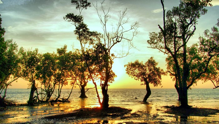 Trees on a beach at sunset