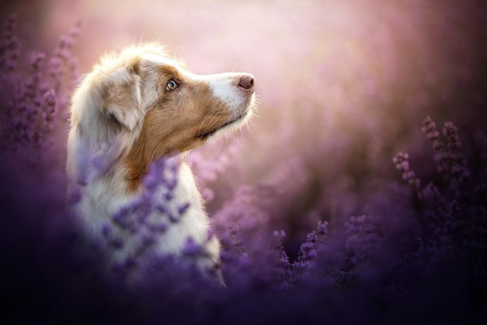 Dog in a field of purple flowers