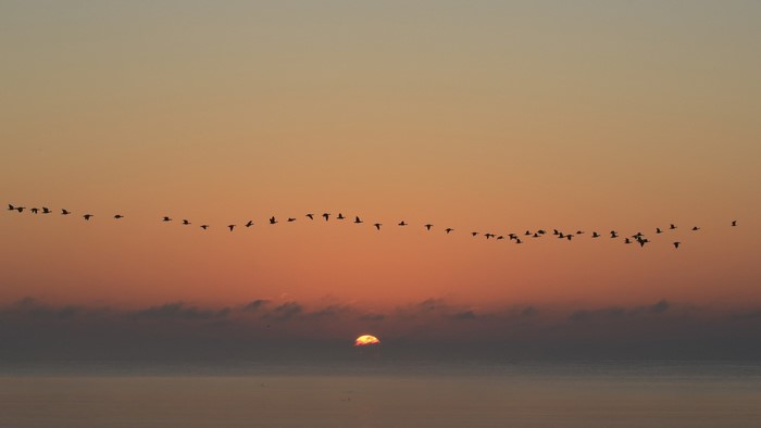 Birds flying in formation at sunset over the ocean