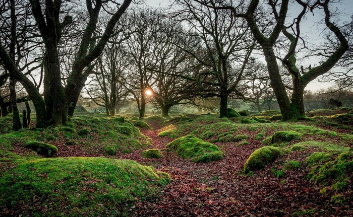 Sun rays filtering through mossy trees in a forest during fall