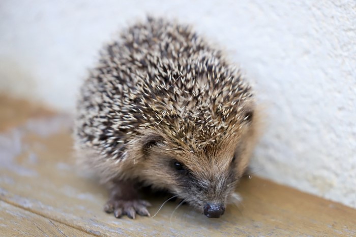 A small hedgehog on a wooden surface