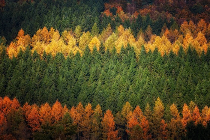 Forest with colorful trees in autumn