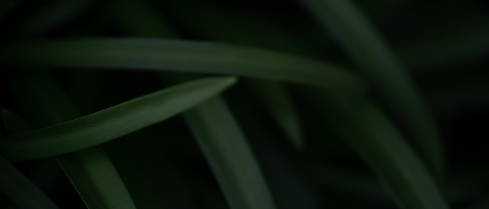 Close-up of dark green grass blades