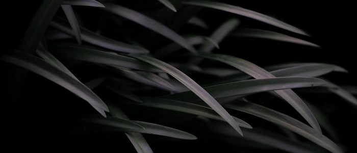 Close-up of dark green grass blades