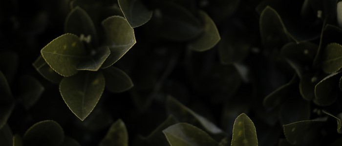 Dark green leaves of a shrub