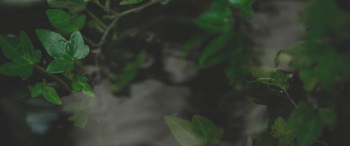 Green leaves reflecting in dark water