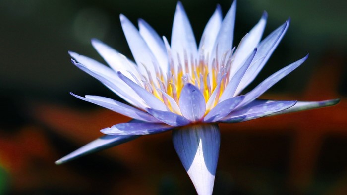 Close-up of a purple and yellow water lily flower
