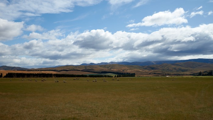 Sheep grazing in a field near Omakau, New Zealand