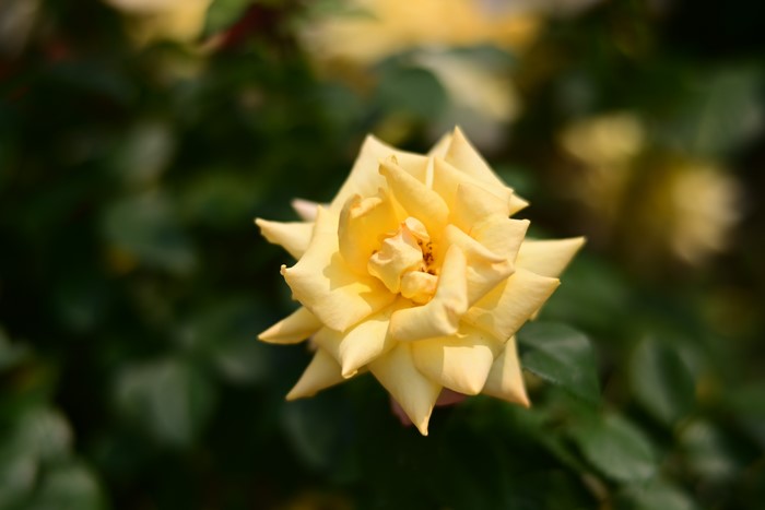 Yellow rose in a garden