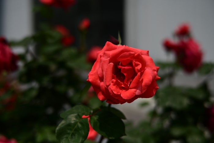 Red roses in a garden