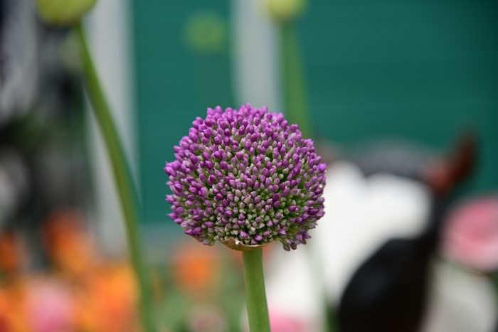 Purple Allium Flower in Garden
