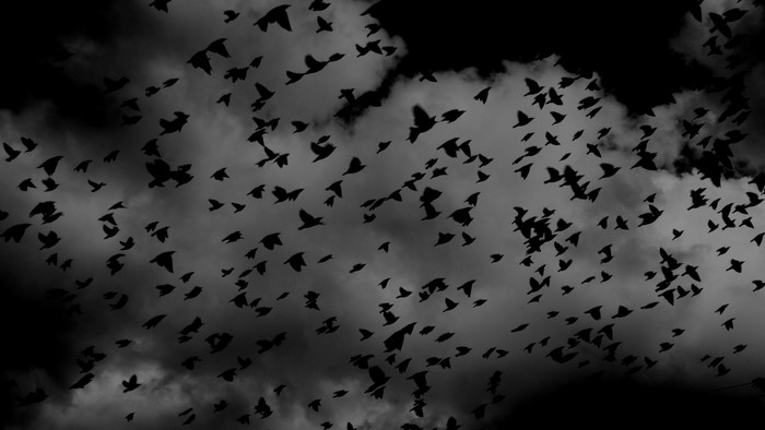A flock of birds flying in a cloudy sky