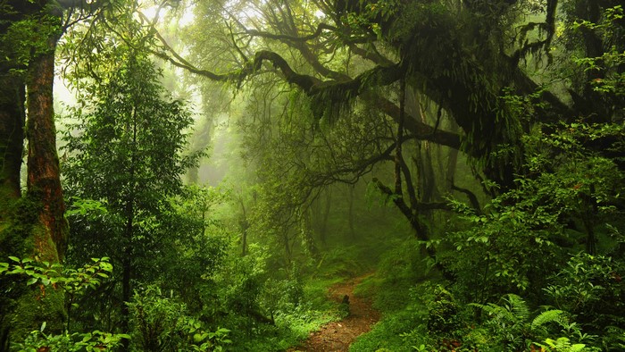 4K green misty forest with a path