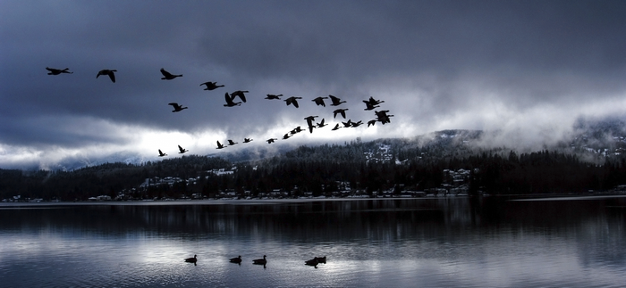 Geese flying over a lake with misty mountains