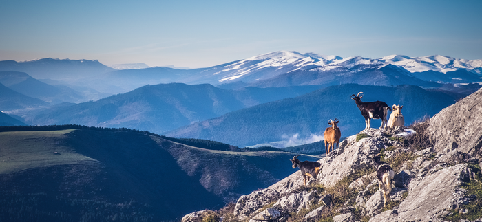 Goats on a rocky mountain with snow-capped peaks in the background