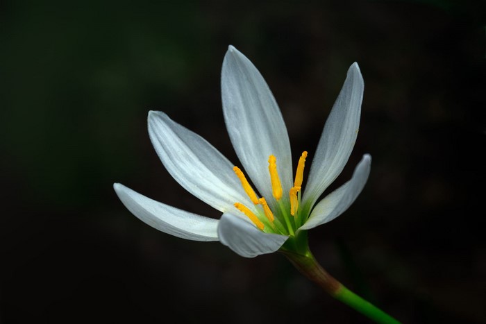 White flower with yellow stamens on dark background