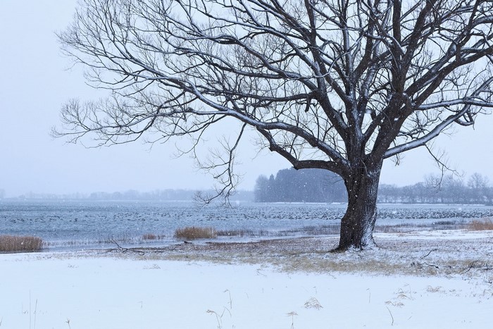 Bare tree in snow by a lake