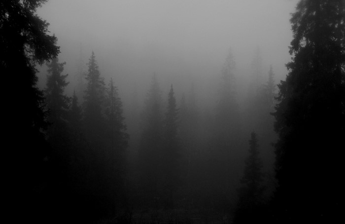 Dark foggy pine forest