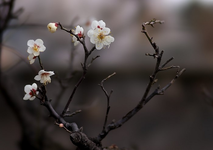 White plum blossoms on dark branches