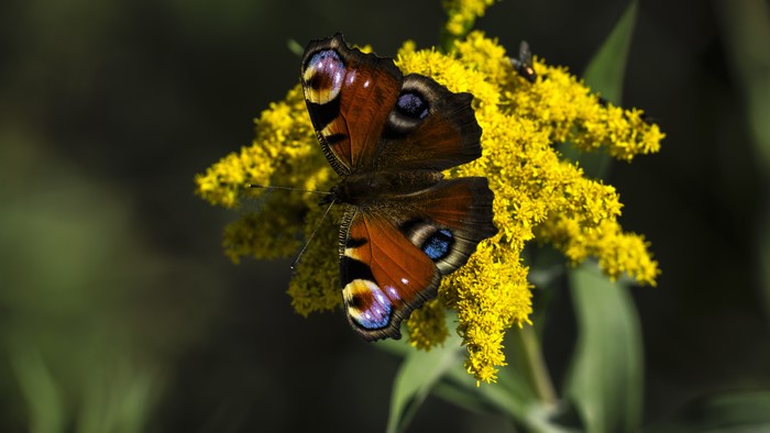 Peacock butterfly on yellow flowers