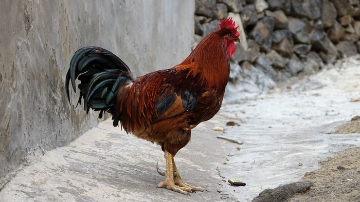 Rooster standing on a path