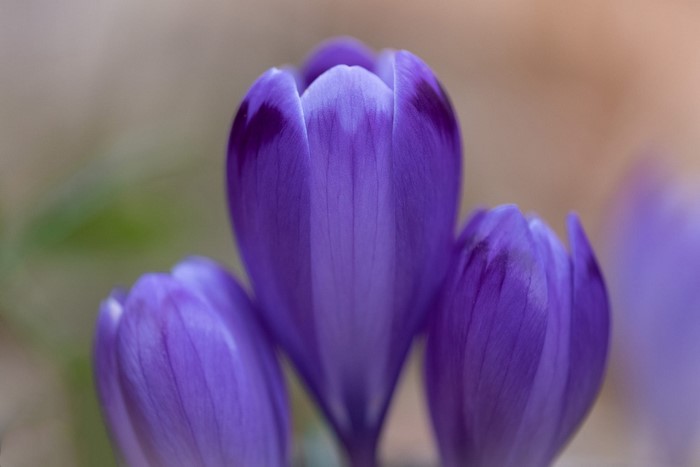 Close-up of purple crocuses in nature