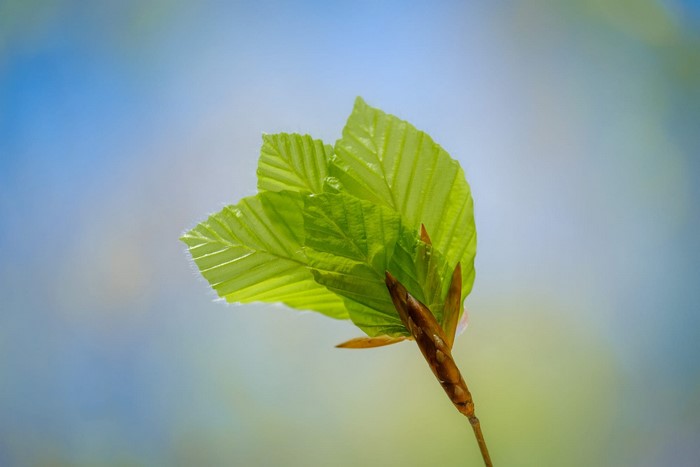 Close-up of young green leaves and buds on a branch