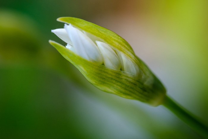 White flower bud with green sepals