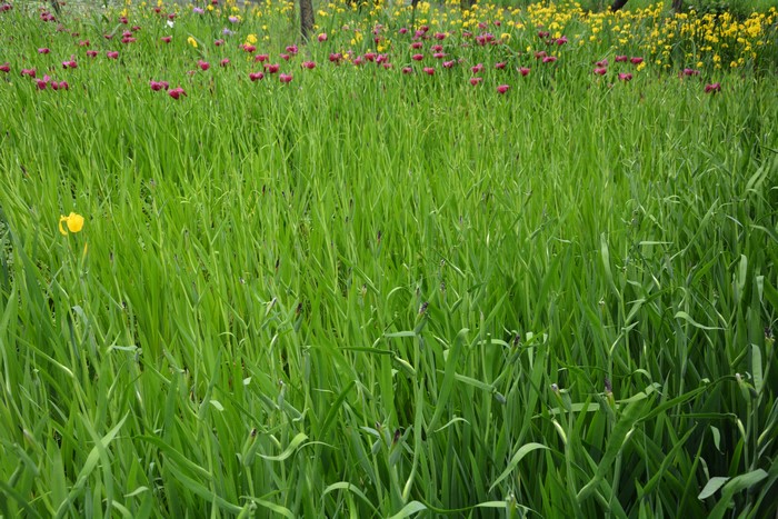4K grass and flowers outdoors