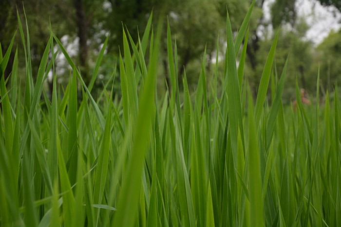 Green grass and trees in the outdoors