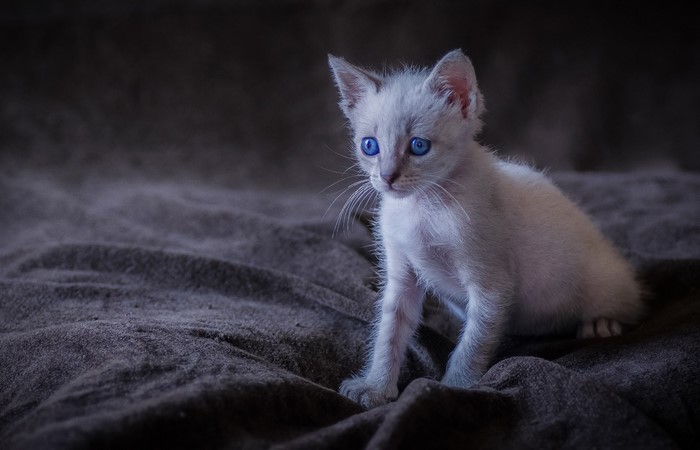 A fluffy white kitten with bright blue eyes