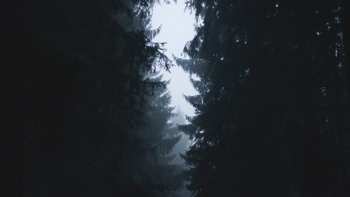 Dark Forest with Tall Trees in Fog